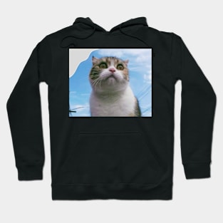 The chubby cute cats Hoodie